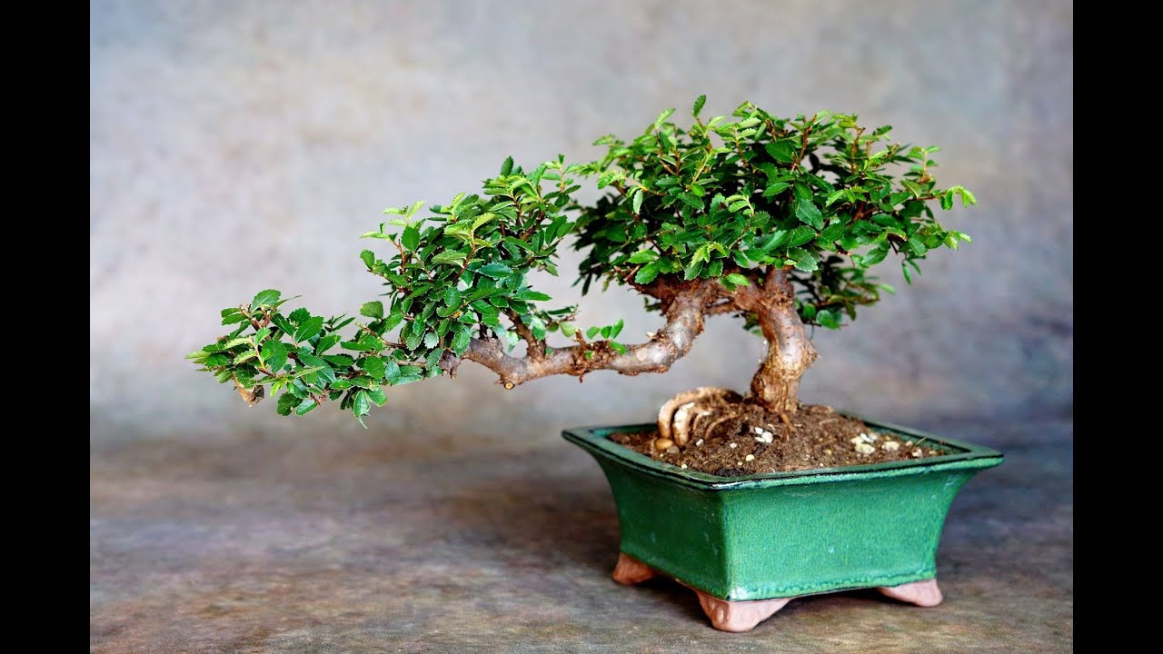 bonsai topf ikea Tobira Bonsai – Pflegefreier Klebsame Bonsai main image 1