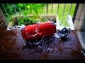 Gopro Hero 5 Black Slow Motion 120fps, 240fps + JBL Splashproof Test