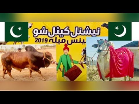 Best Pakistani COW Breeds Elite Animals. پاکستانی گاۓ کی اعلٰی نسلیں By Team Vet Dr M Haris Khan