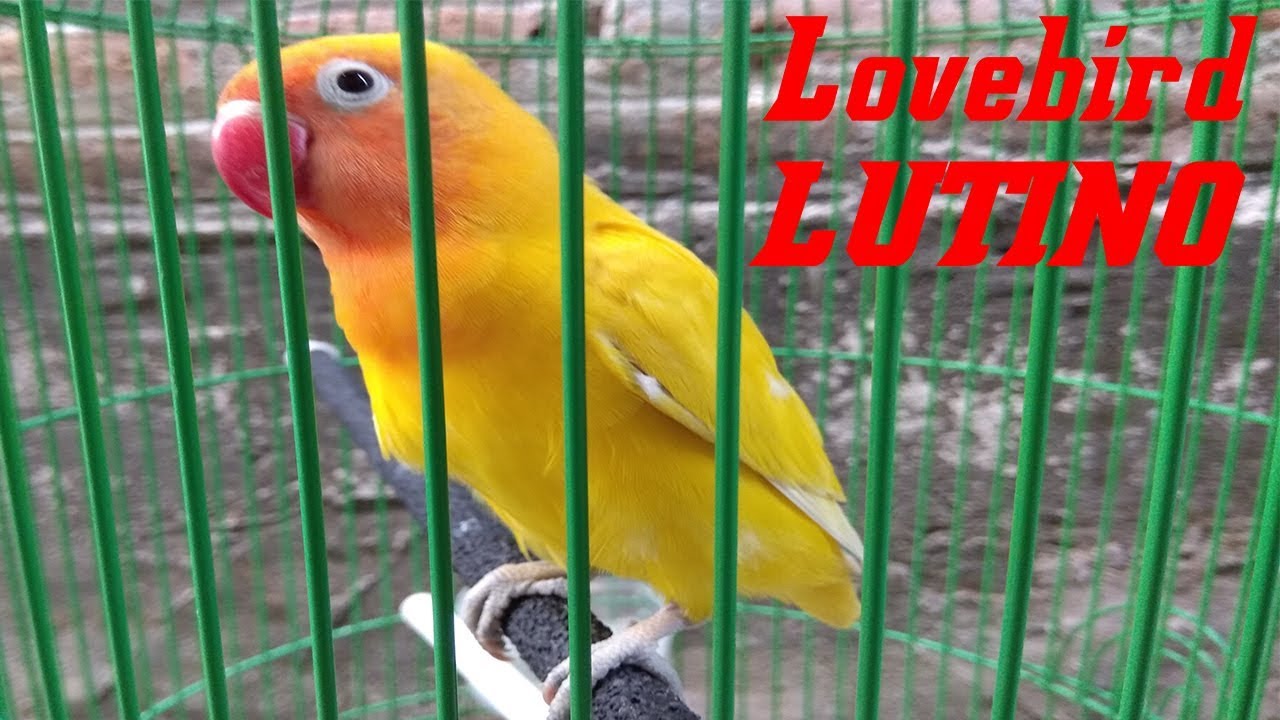 Harga Pasaran Lovebird Lutino Mata Hitam Terkait Mata