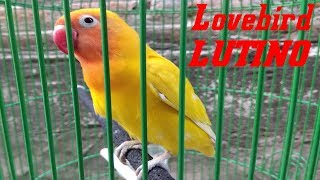 Ciri & harga terbaru 2019 lovebird lutino mata merah