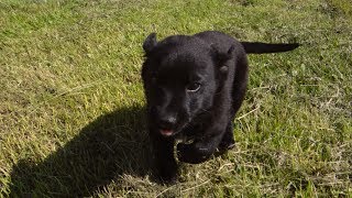 Sweet puppy! (slodki szczeniak)