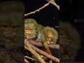 Pygmy Marmoset 🐒 | The Smallest Monkey in the World! #shorts #wildlife #animals #nature