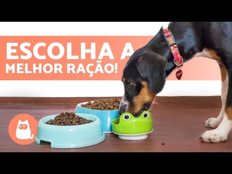 Vídeo: 5 ingredientes que você precisa observar na comida do seu cachorro