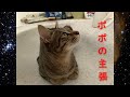 ぽぽの主張【Popo's claim】