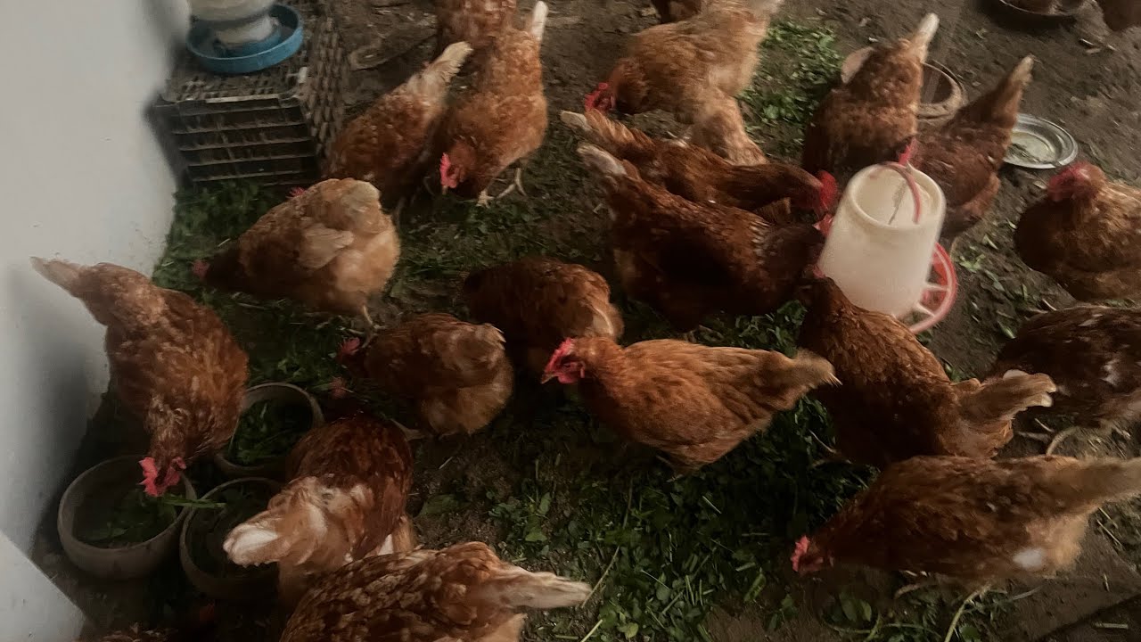 Feeding my chickens plants 🌱 and the roof is now dry 😊