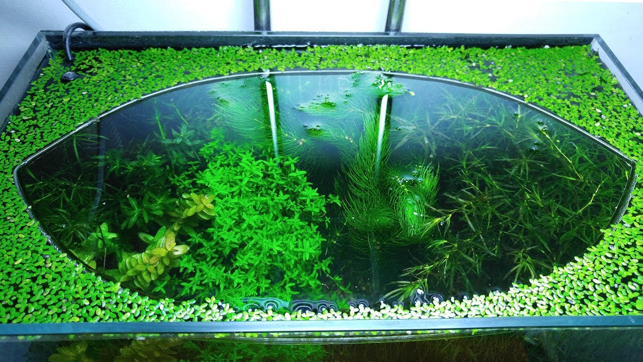 Guppy Grass, Najas Guadalupensis, Live Aquarium/aquatic/shrimp/low  Tech,planted Tank,aquascape 