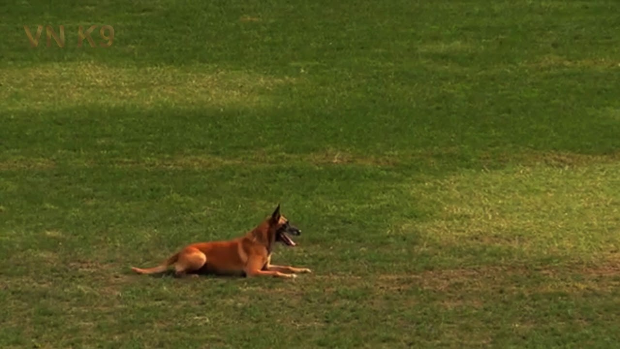 belgian malinois dog,Conan B97 , fci ipo wc 2018
