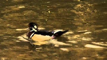 Tree Holes - Homes For Birds