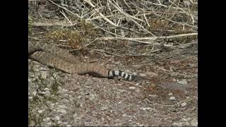 Rattlesnake Battle by KJWVideo 1,227 views 1 year ago 3 minutes, 47 seconds