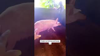 #pig #pigfeed #animals #minivlog #funny #birds #shortvideo #pets #cute #shortvideoformat #coolvideo