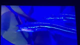 Network Wiggles News Oceanworld Manly Part 4 2002