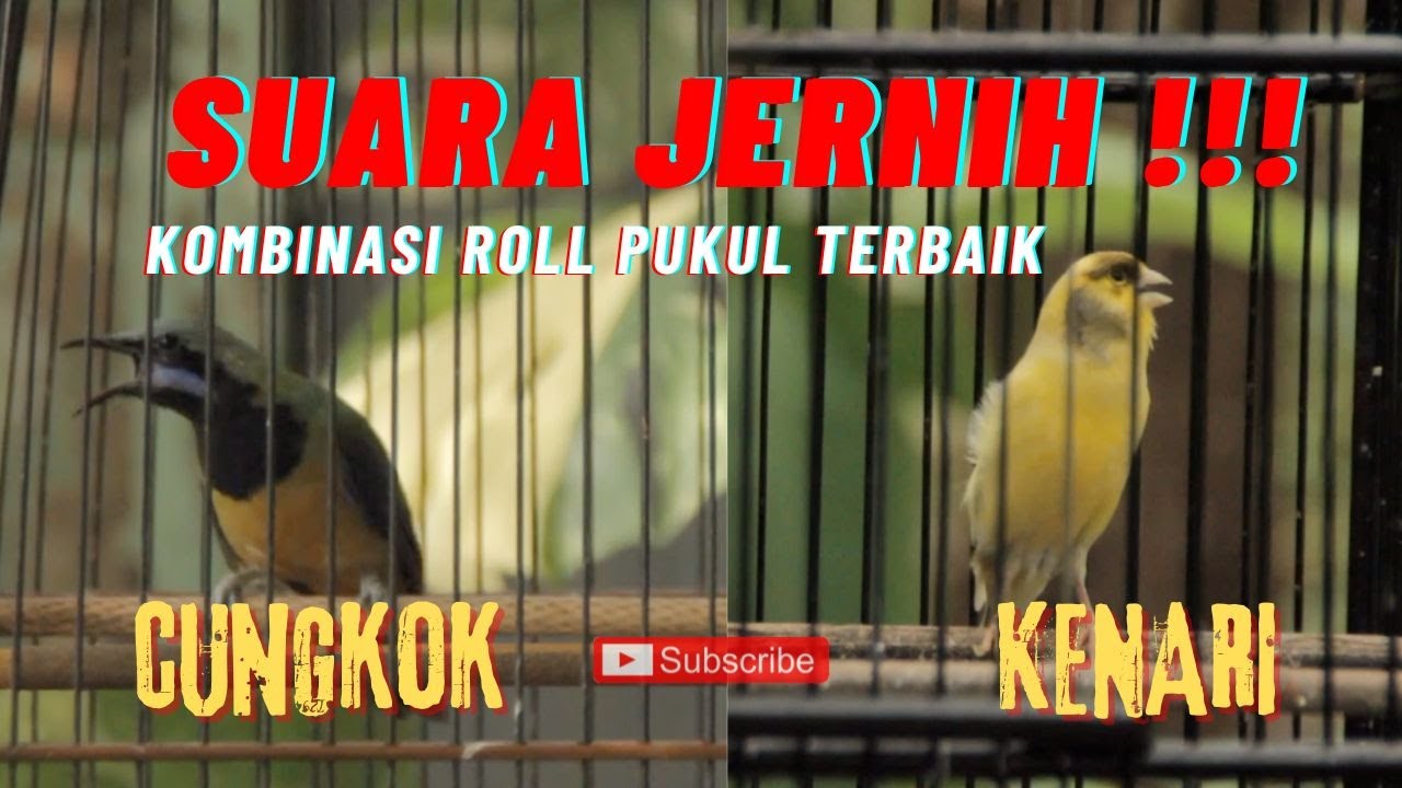 MASTERAN SUPER GACOR !!! CUNGKOK VS KENARI !!! AUDIO JERNIH !!! JEDA BIKIN BURUNG CEPAT MASUK !!!