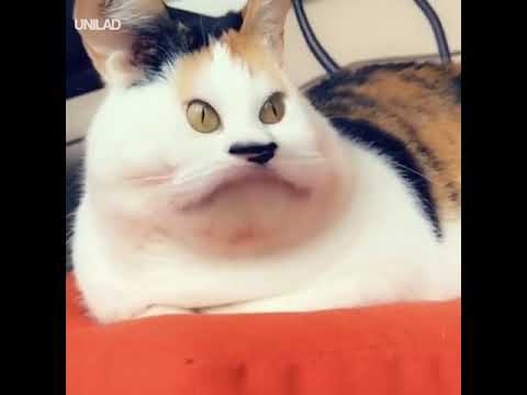 Video: Snapchat Hat Gesichtsfilter Für Katzen Angekündigt