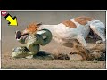 12 Batallas de Animales Salvajes más EXTREMAS