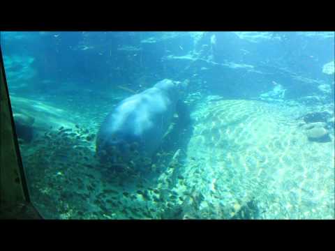 THE VLOGMAS December 25th! Merry X-mas = Majestic Hippo