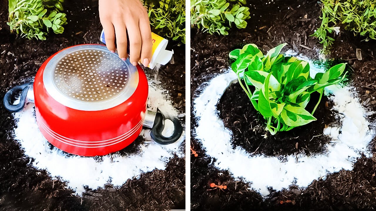 Hack your Garden with these amazing tips!