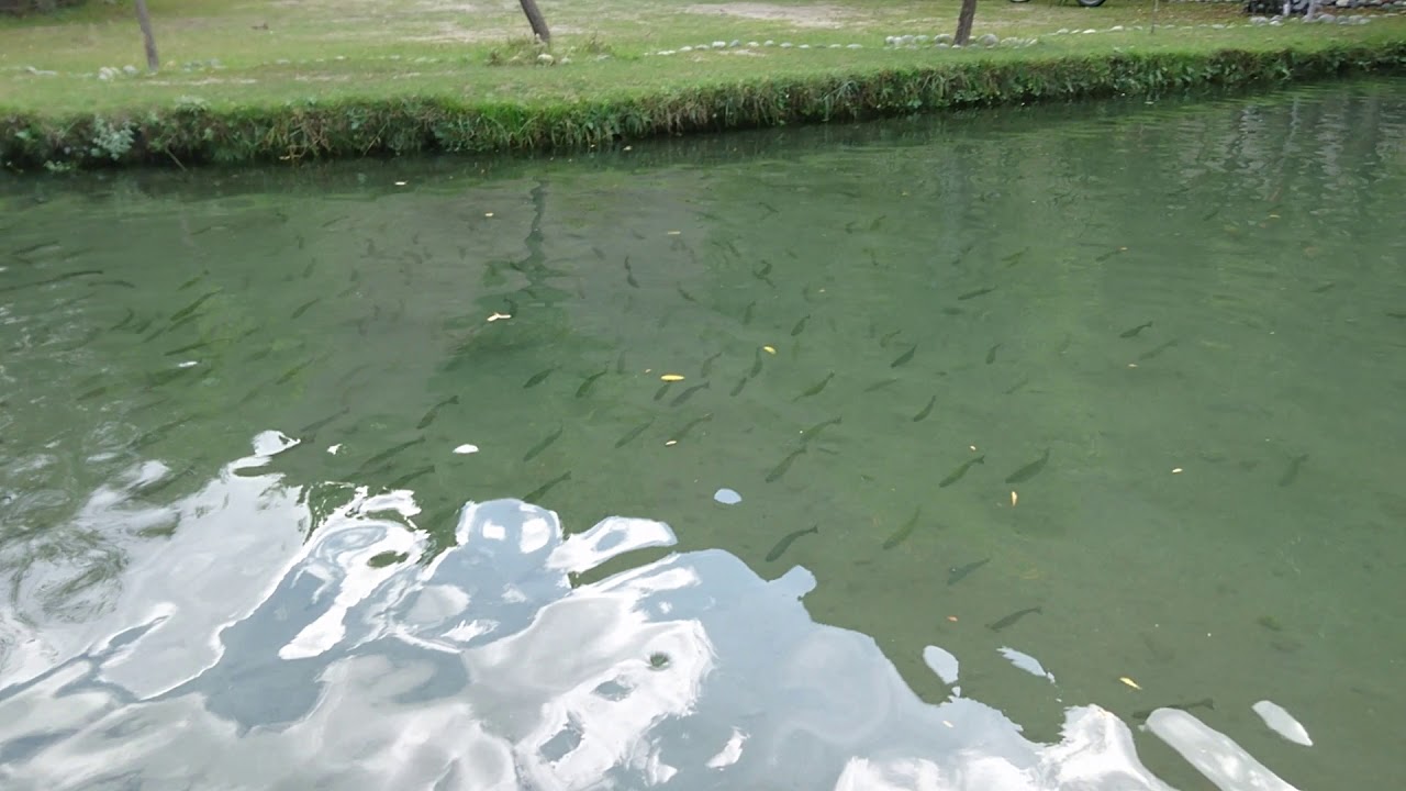 Fish Farm Trout fish YouTube