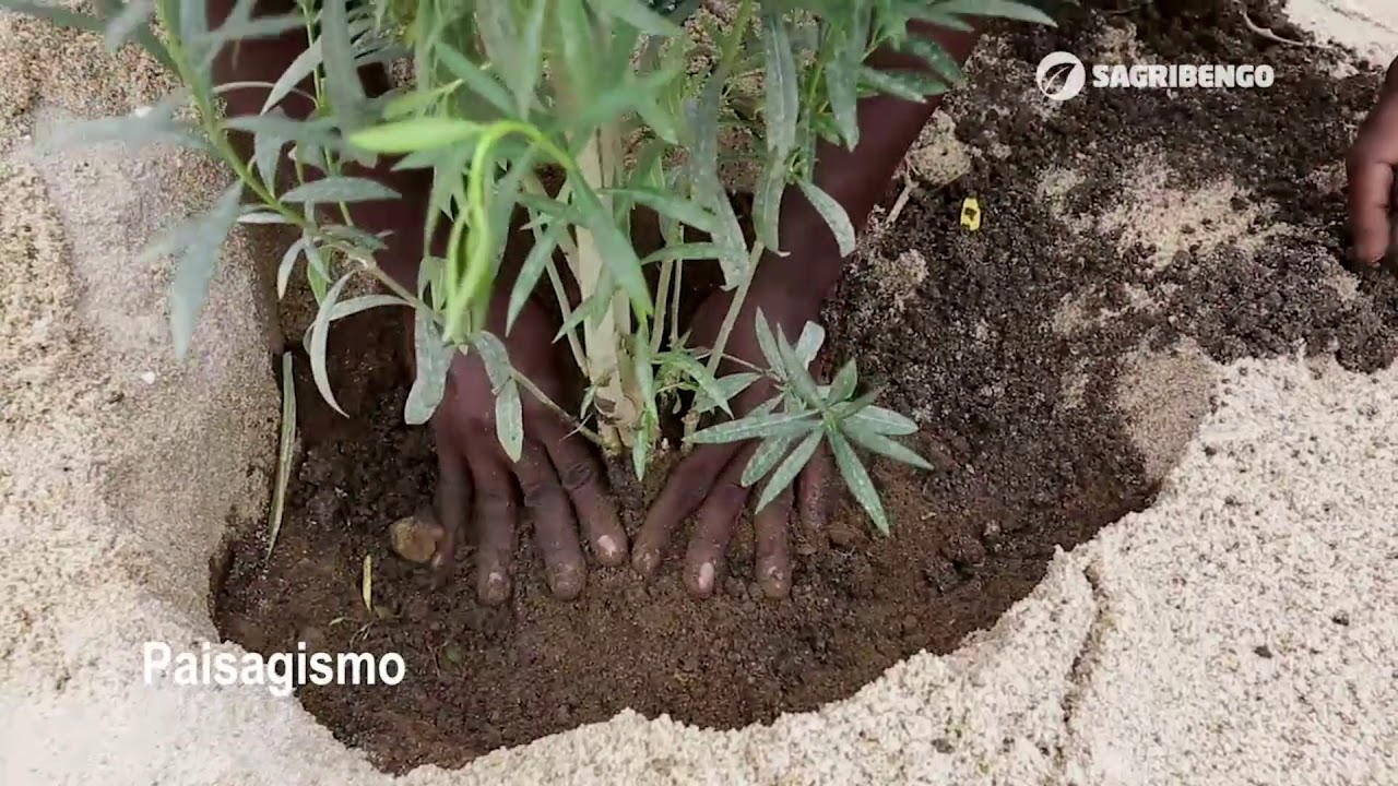 Institucional Sagribengo/ExpoGarden