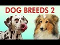 DOG BREEDS - Part 2 - Learn Different Types of Dogs | Breeds of Dogs 101