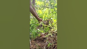 Harvesting cassava part 528 #shorts #farming #cassava #nature  #cassavaroots #cassavafarming