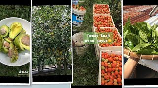 INDAH LISWANTI'S LATEST FRUIT HARVEST COLLECTION PART 3🥑🍅