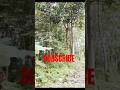 Setiap waktu #fypシ #shorts #subscribe