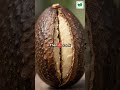 I Almost Threw Away an Avocado Tree