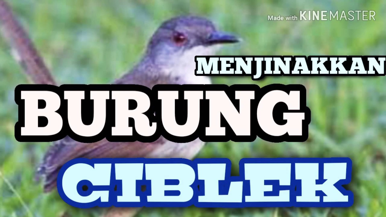 Menjinakkan burung ciblek 