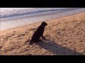 Labrador Puppy on Beach