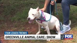 Four Legged Friends: Snow