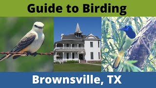 Guide to Birding Brownsville, TX. Sabal Palm Sanctuary, Laguna Atascosa & More!