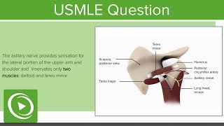 USMLE Step 1 Anatomy Question 1: Walkthrough | Lecturio