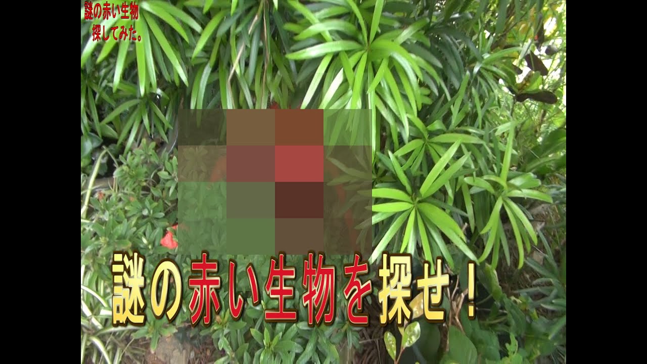 Mysterious red creature discovered in Okinawa [Unidentified