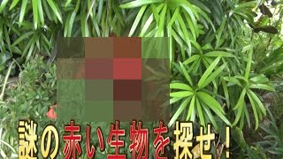 沖縄で謎の赤い生物が見つかる【未確認生物】
