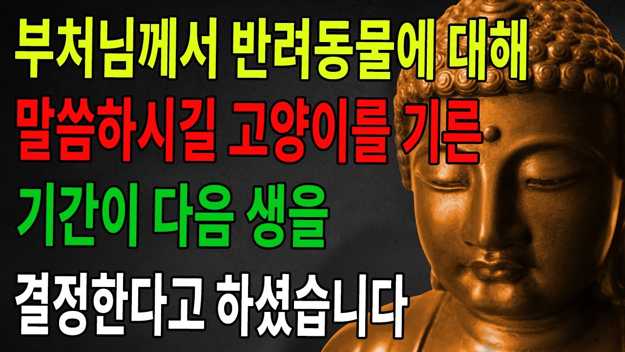 고양이를 얼마나 오래 키웠는지가 다음 생의 환생을 좌우한다는 말, 들어 본 적 있는가? 부처님께서 밝혀 주신, 살아서 고양이를 키우면 죽은 뒤 이렇게 이어지는 인과 이야기