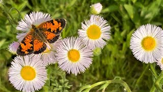 Orange butterflies pick up pollen. Found these butterflies at Clifford Lee Nature Sanctuary, Alberta by Iris Shine 56 views 10 months ago 2 minutes, 49 seconds
