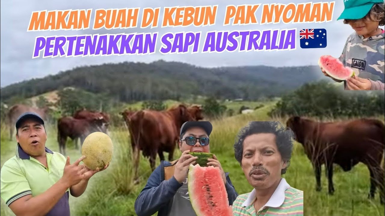 Sapi-Sapi Australia Langsung Kumpul Di Panggil Pak Nyoman | Nikmatnya Makan Buah Langsung Di Kebun