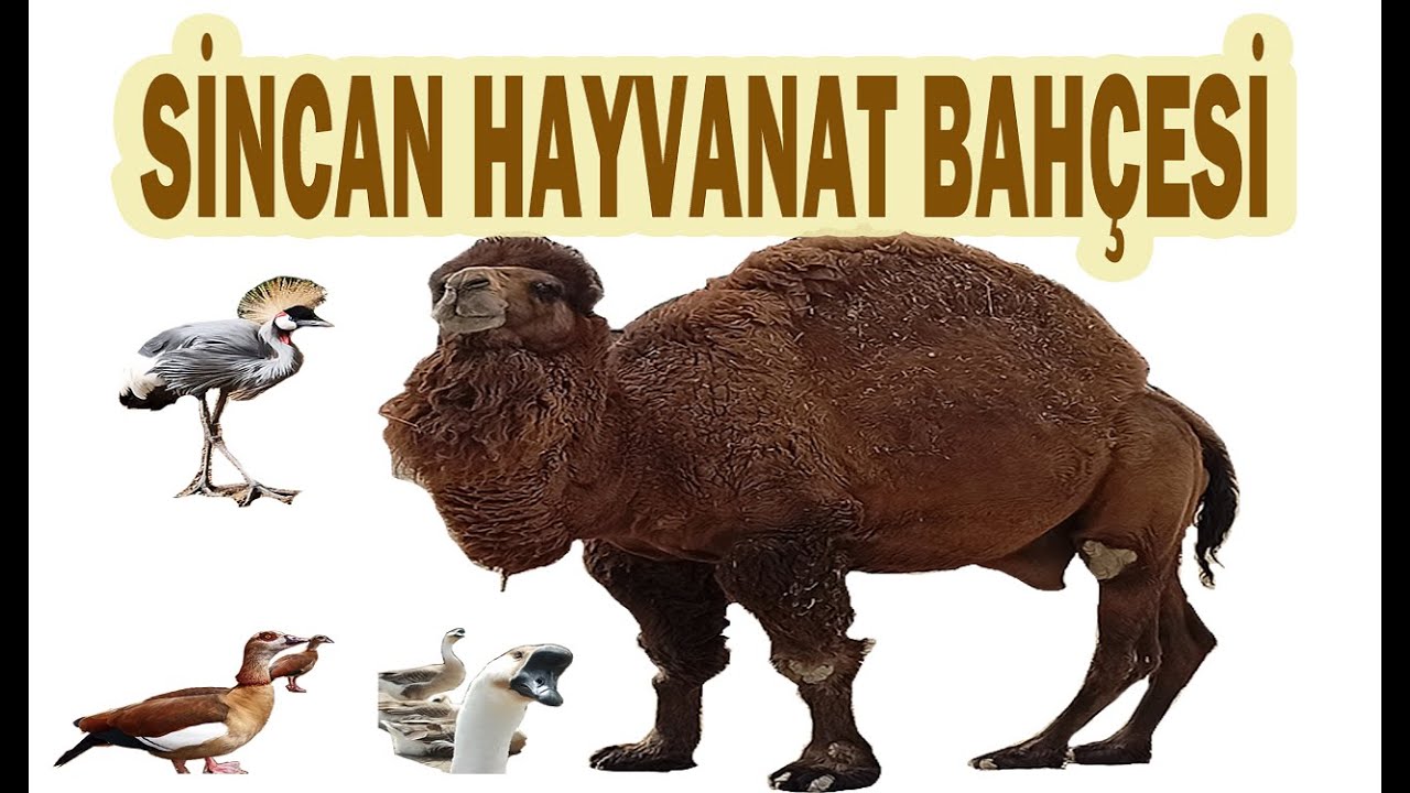 Ankara Sincan Hayvanat Bahçesi