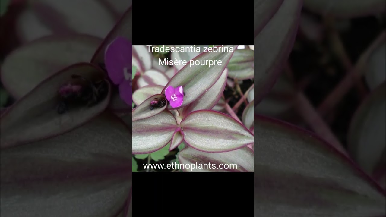 Misère pourpre, plants de Tradescantia zebrina.