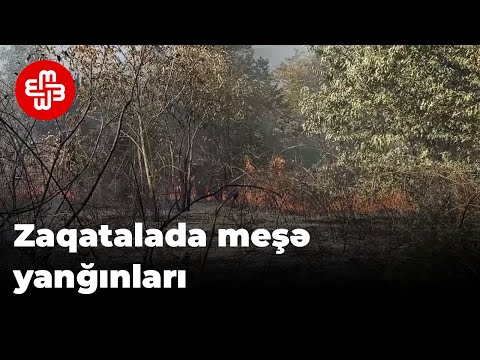 Video: Meşə yanğınının mənası?