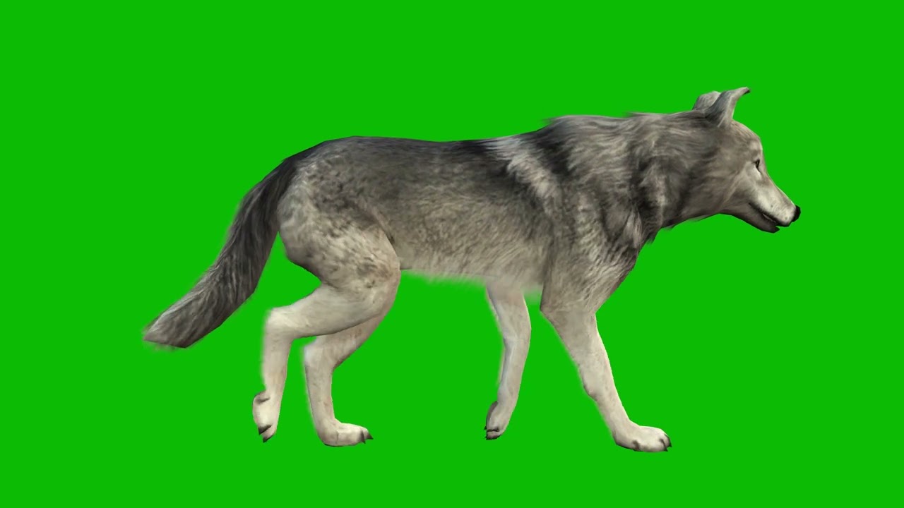 Wolf running and hauling  Green Screen Video 4K