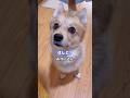たくさん褒めました #ポメコギ #愛犬のいる暮らし #田舎暮らし