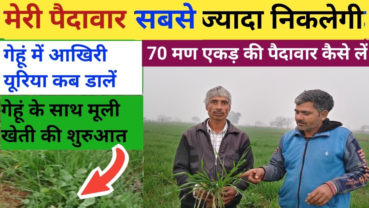 गेहूं से 70 मण एकड़ की पैदावार कैसे लें//गेहूं के साथ मूली की खेती//गेहूं में आखिरी यूरिया कब डालें