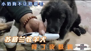 20200928 — 垂暮的苏牧得了皮肤病需要剃毛，小奶狗却不让剃，以为我要伤害它