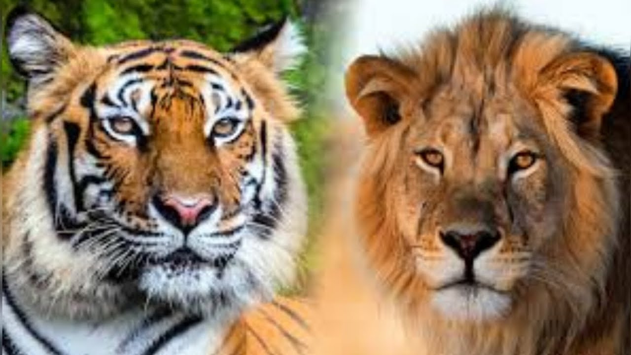 KUROTA INTARE CYANGWA INGWE MUNZOZI BISOBANUYE #UBUSOBANURO#