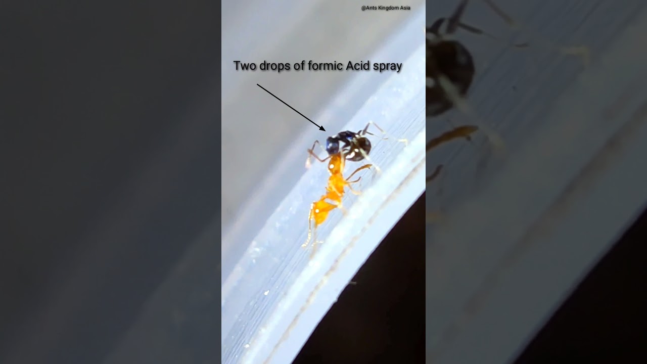 Black Ant -Vs- Yellow Ant //