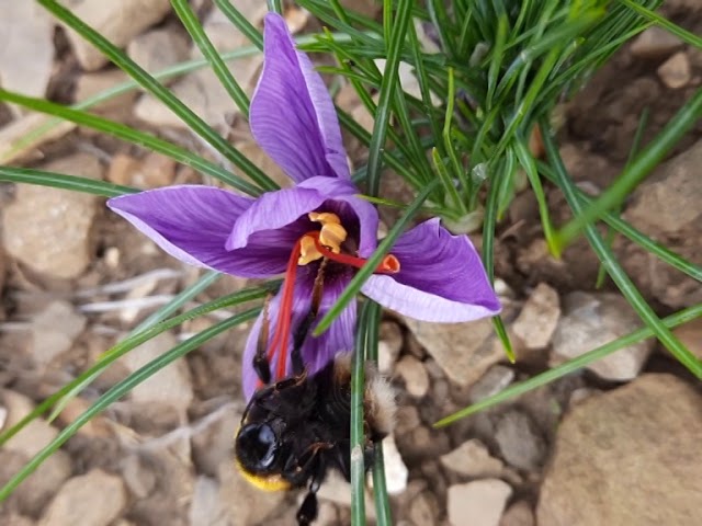 ZAFFERANO, dal fiore alla spezia