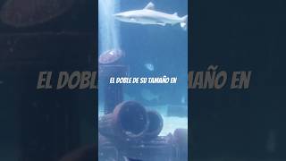 El fantasma del abismo #eltiburonduende #documental #documental #mexico #mundoanimal #mundo