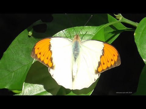 ツマベニチョウ♂（シロチョウ科）Hebomoia glaucippe 2024年11月 沖縄